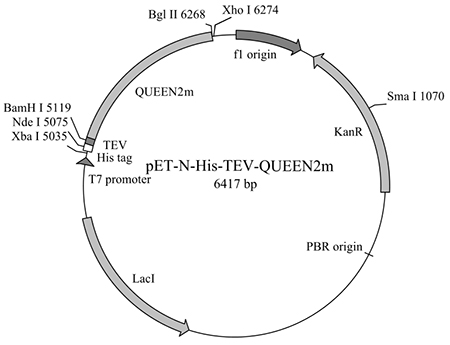 pET-N-His-TEV-QUEEN2m (细菌ATP荧光