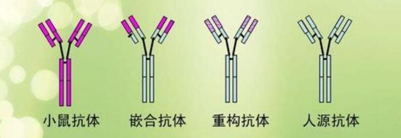 phospho-EGFR (Tyr1197)磷酸化表皮生长因