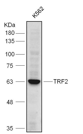 Anti-TRF2 Polyclonal Antibody