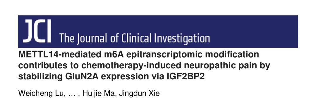JCI（IF15+）丨中肿团队揭示METTL14介导的m6A修饰促进化疗引起的神经性疼痛的机制