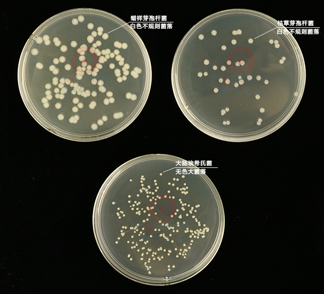 不同细菌在营养琼脂上的生长特征