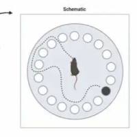 动物实验丨Barnes 迷宫实验