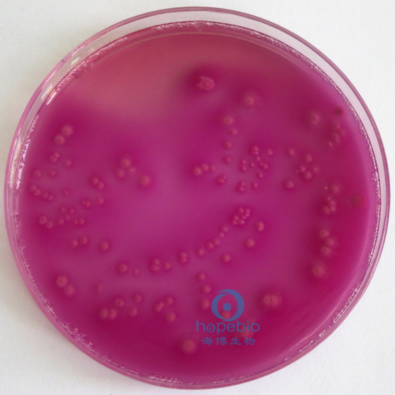 紫红胆盐葡萄糖琼脂培养基（中国药典）HB0116-4  25