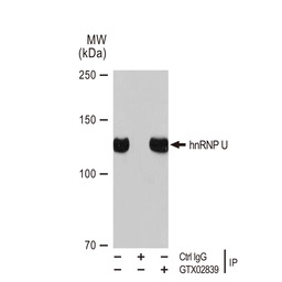 hnRNP U antibody [GT1242]