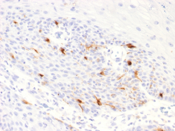TRP1 antibody [TYRP1/2340R]