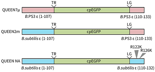 pET-N-His-TEV-QUEEN2m (细菌ATP荧光