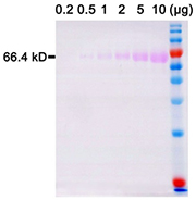 InstantView™ SDS-PAGE蛋白染色及上样缓冲