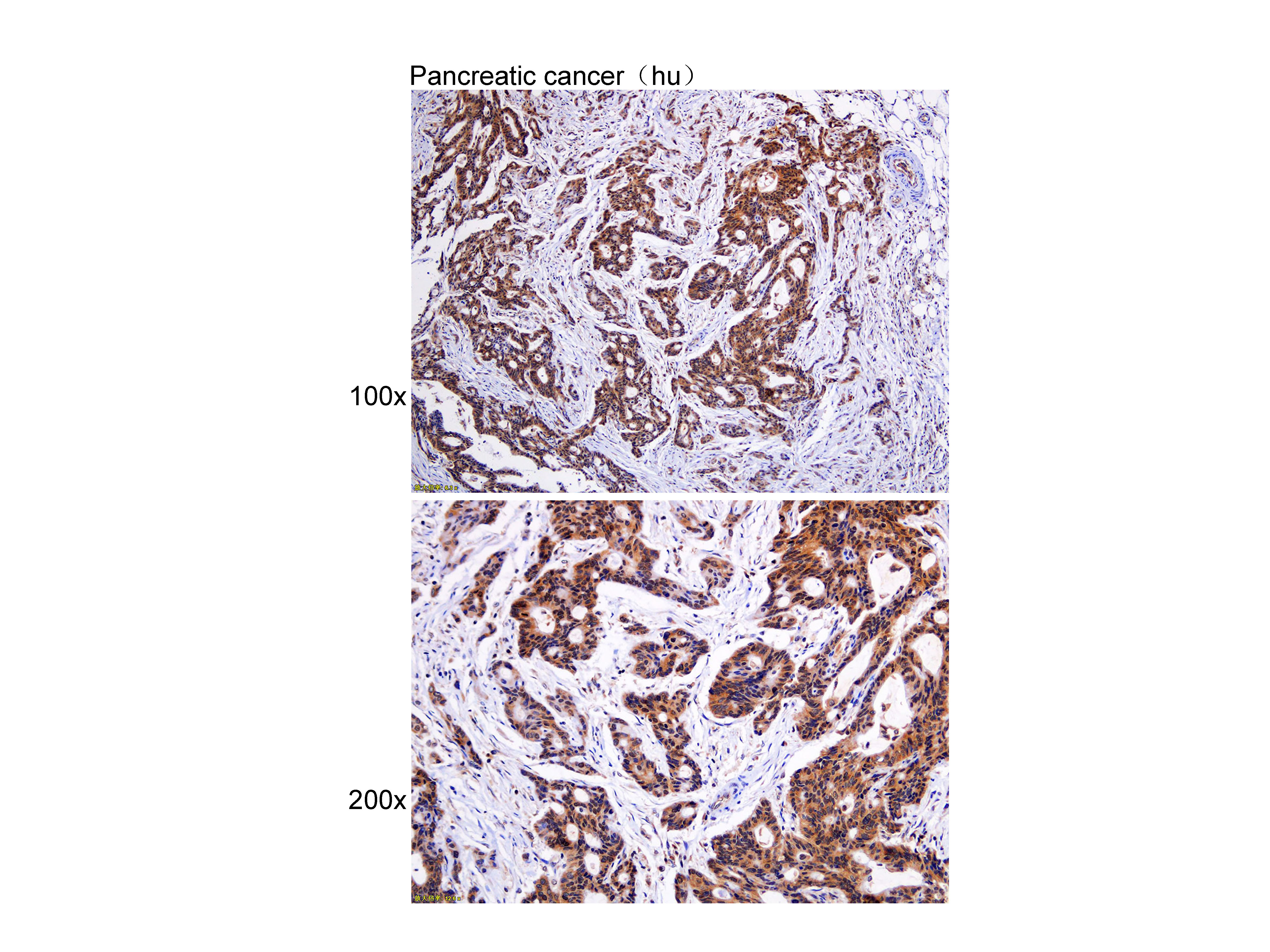 Anti-HSP27 Polyclonal Antibody