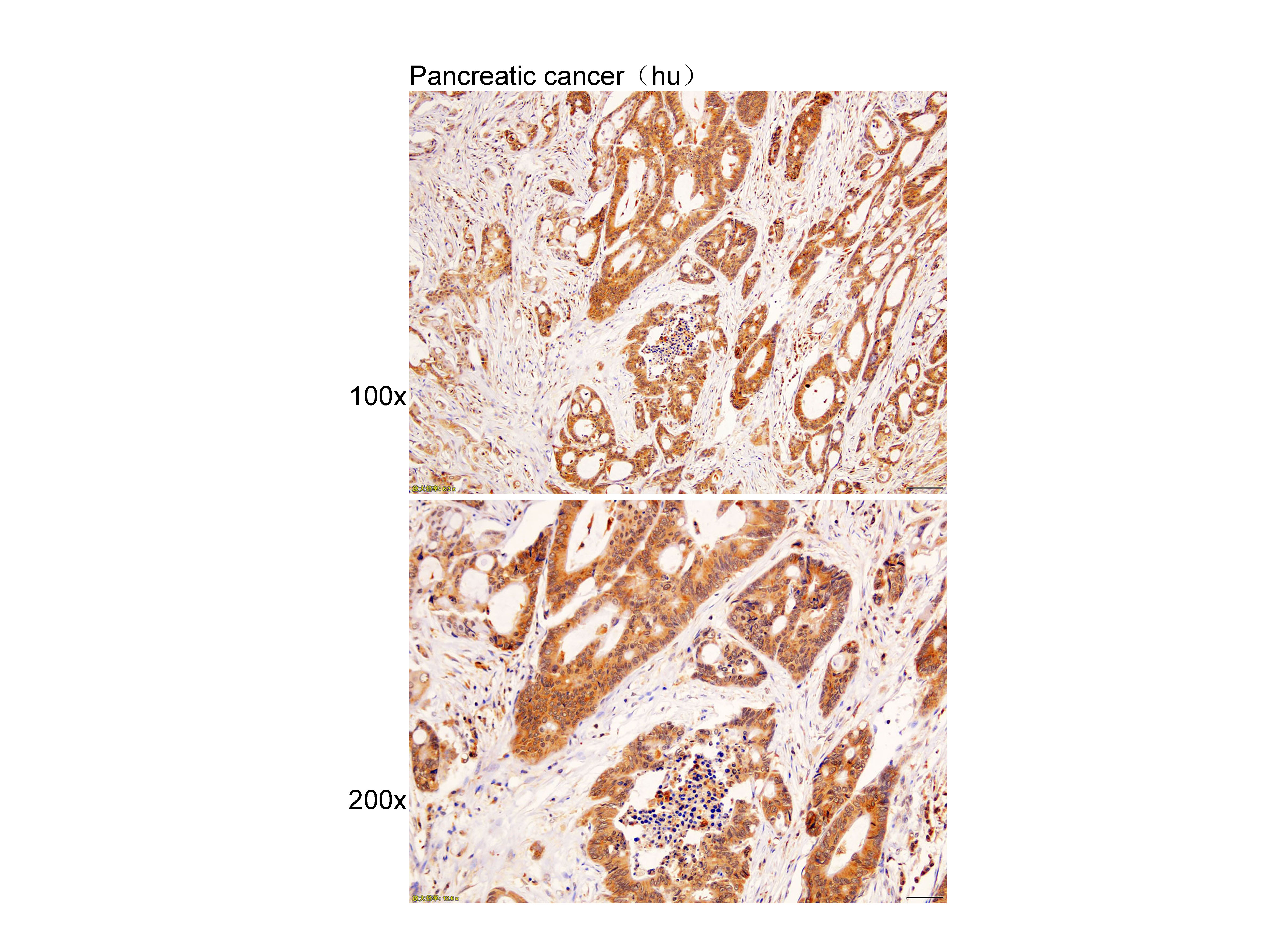 Anti-EGLN Polyclonal Antibody