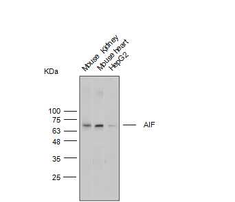 Anti-AIF Polyclonal Antibody