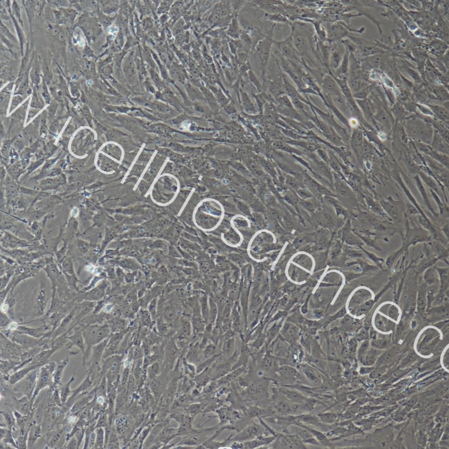 大鼠乳腺成纤维细胞永生化/免疫荧光鉴定/镜像绮点（Cellverse）
