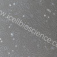 大鼠乳腺成纤维细胞永生化/免疫荧光鉴定/镜像绮点（Cellverse）