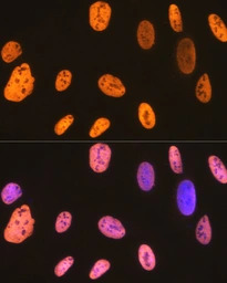 hnRNP U antibody [GT1242]