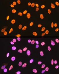 hnRNP U antibody [GT1242]