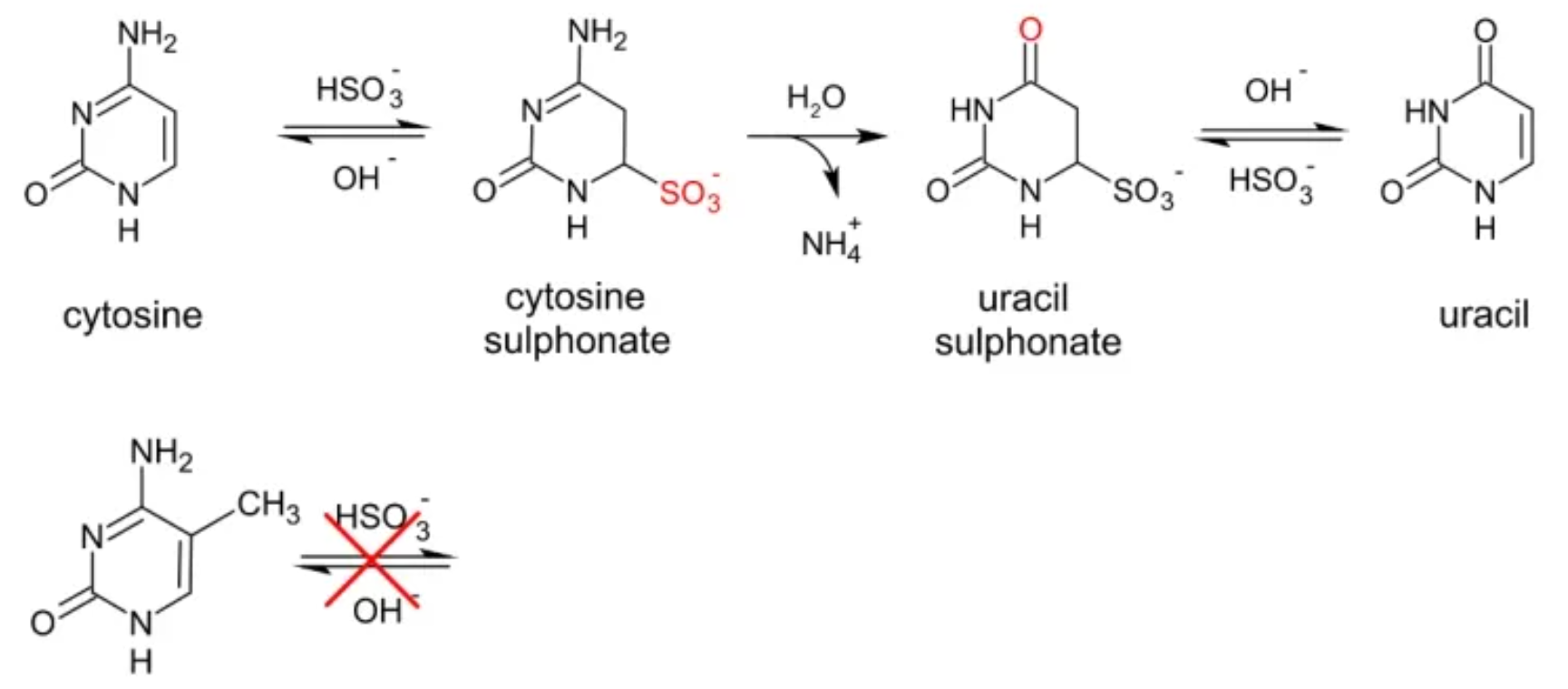 重磅 | 5min甲基化超快速转化，引领甲基化检测技术前沿 ！
