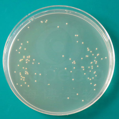 卵黄氯化钠琼脂培养基	HB5211  250g