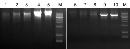 RCA滚环扩增试剂盒 RCA滚环扩增试剂盒