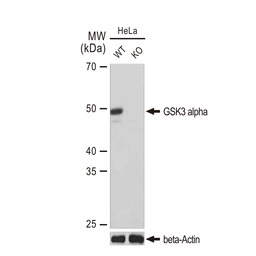 GSK3 alpha antibody [GT1264]