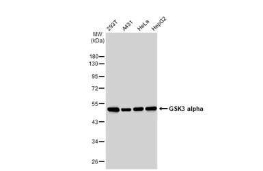 GSK3 alpha antibody [GT1264]