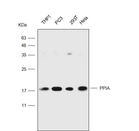 Anti-PPIA  Polyclonal Antibody