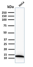 S100A4 antibody [S100A4/2750R]