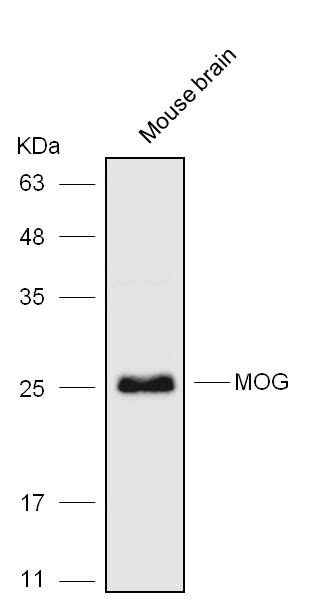 Anti-MOG Polyclonal Antibody