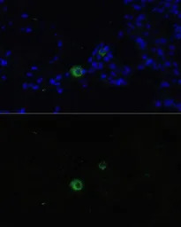 C6ORF150 antibody