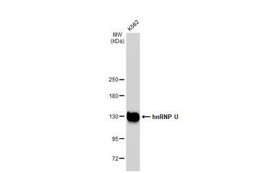 hnRNP U antibody [GT1242]