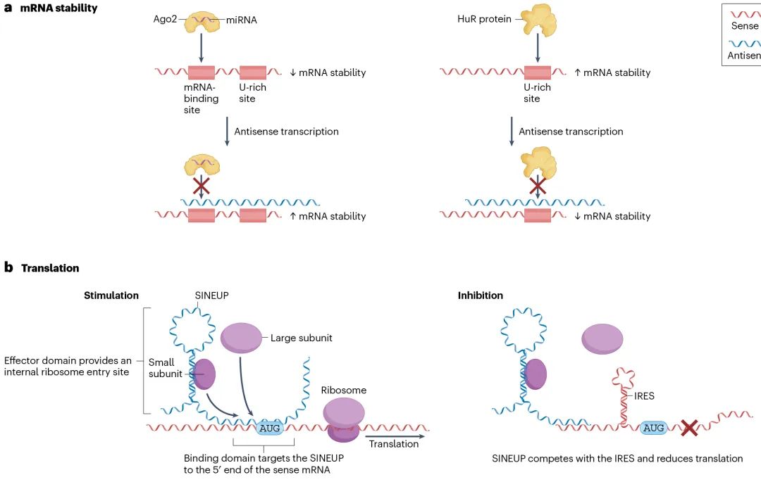 lncRNA研究进展盘点丨20240422期