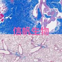 Masson染色实验代测服务