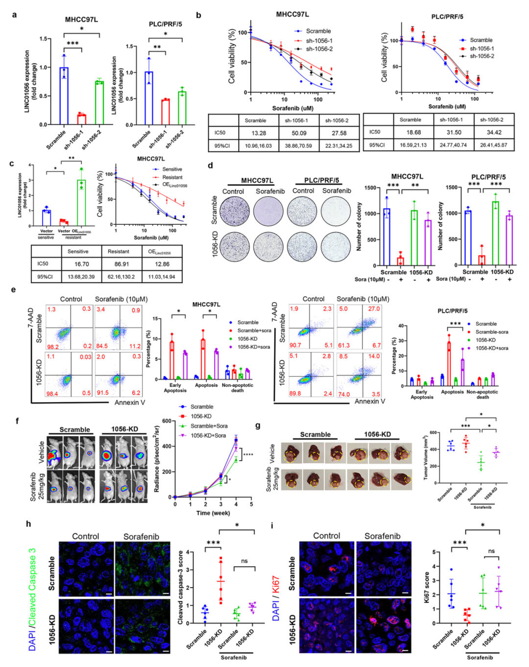 lncRNA研究进展盘点丨20240415期