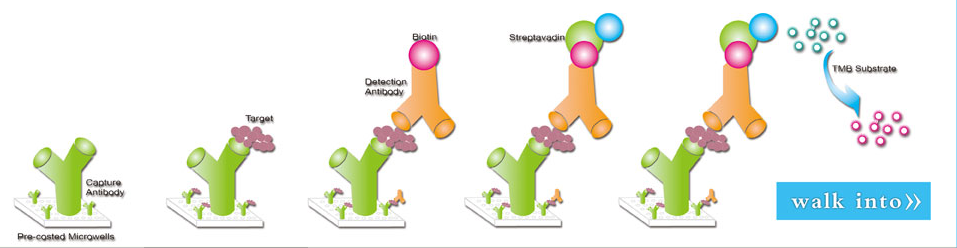 ELISA试剂盒生产厂家