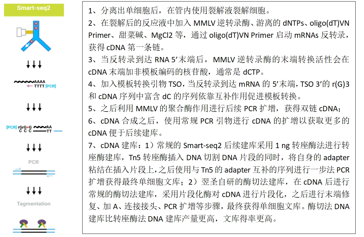 Smart-seq2：单个细胞以及微量细胞转录组建库成功的保障