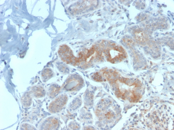 MVP/LRP antibody [VP2897R]