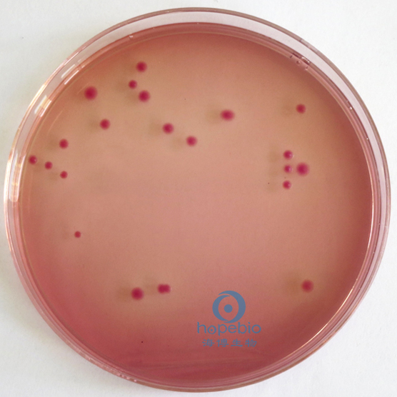 紫红胆盐葡萄糖琼脂培养基（中国药典）HB0116-4  25