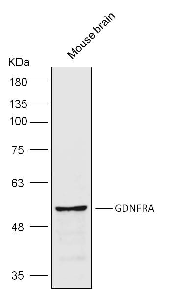 Anti-GDNFRA Polyclonal Antibod