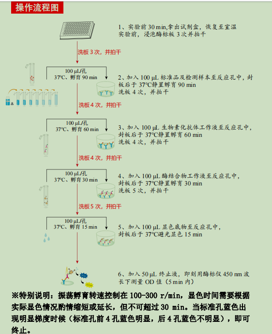 Human CCL20 ELISA KIT