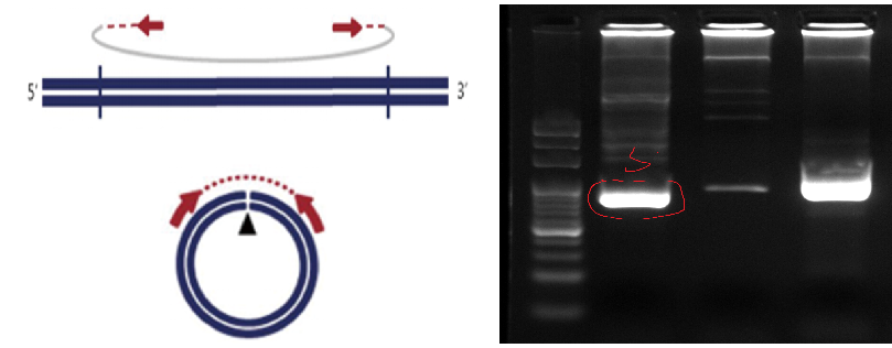 云序生物针对环状DNA的break point设计反向引物