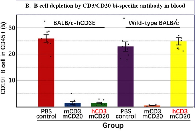 BALB/c-Tg(hCD3E） 人源化小鼠 转基因模型