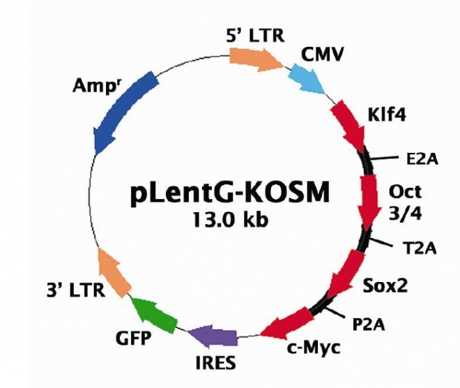 pLentG-KOSM载体 