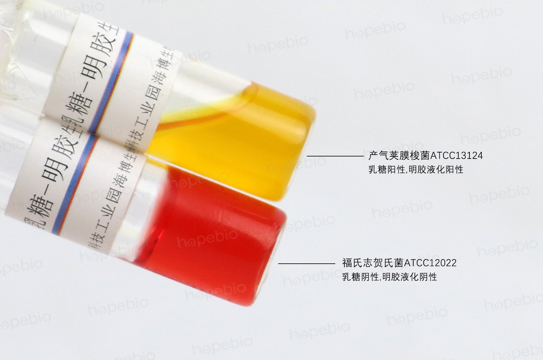 乳糖-明胶生化管