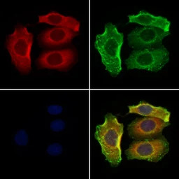 LAT1 / SLC7A5 antibody