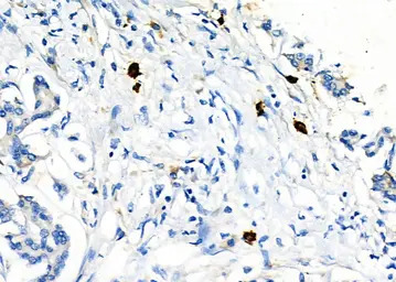 LAT1 / SLC7A5 antibody