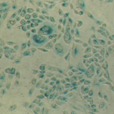 溶酶体β-半乳糖苷酶染色试剂盒