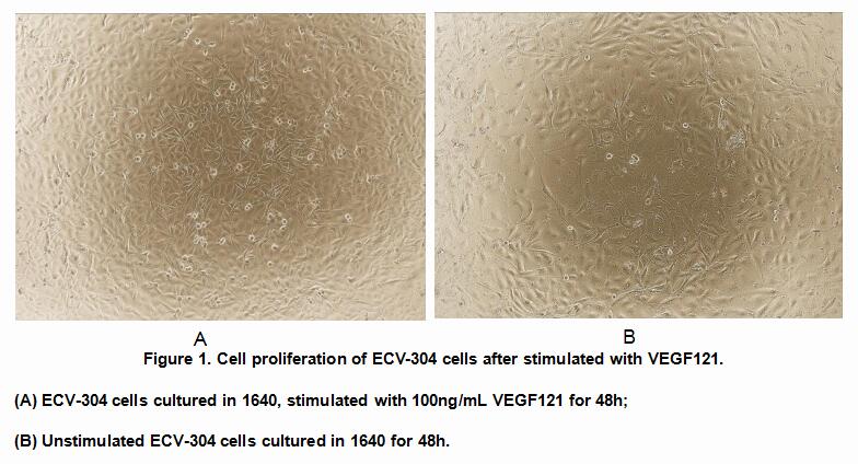 血管内皮生长因子121(VEGF121)活性蛋白