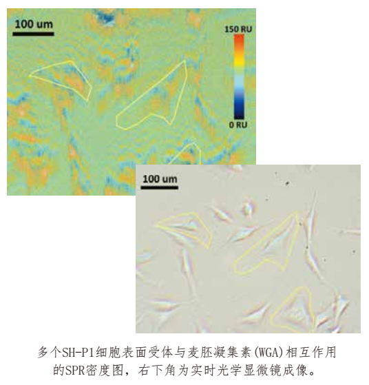 细胞原位分子互作动态分析系统
