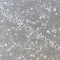 大鼠毛囊干细胞永生化细胞/免疫荧光鉴定/镜像绮点（Cellverse）