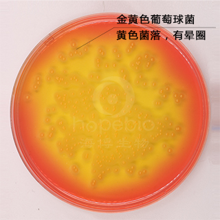 甘露醇卵黄培养基基础