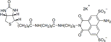 LUCIFER YELLOW CADAVERINE BIOT
