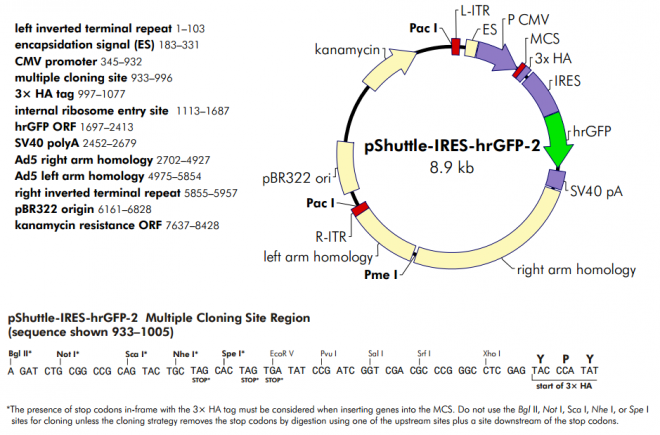 pShuttle-IRES-hrGFP-2 质粒图谱